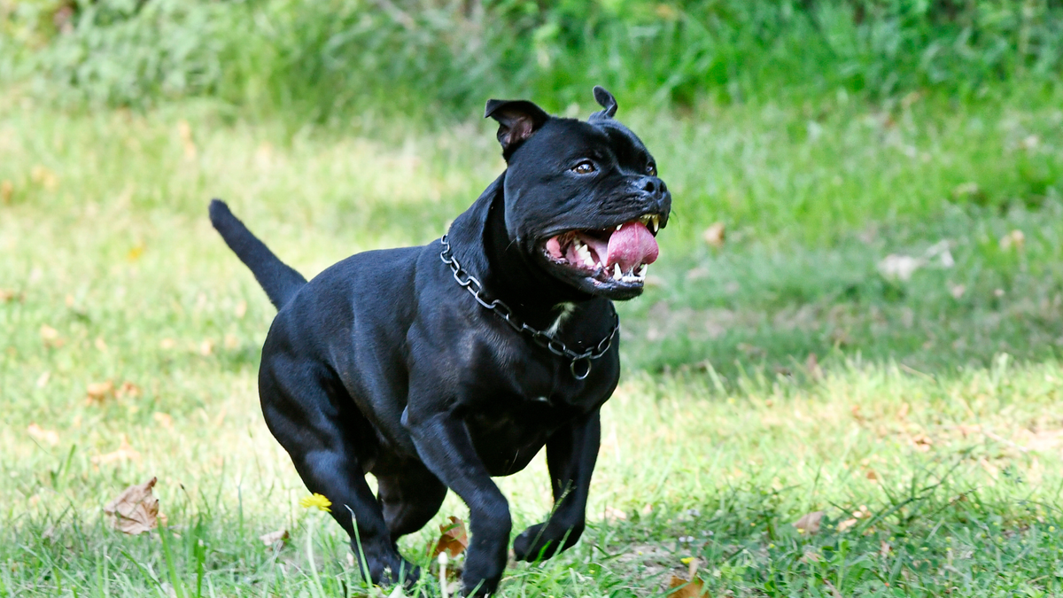 Black Pitbull