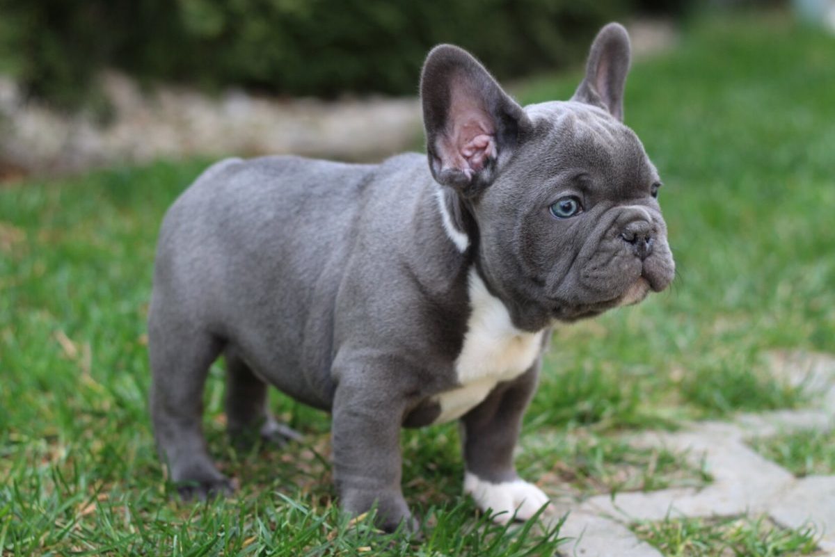 Blue French Bulldog