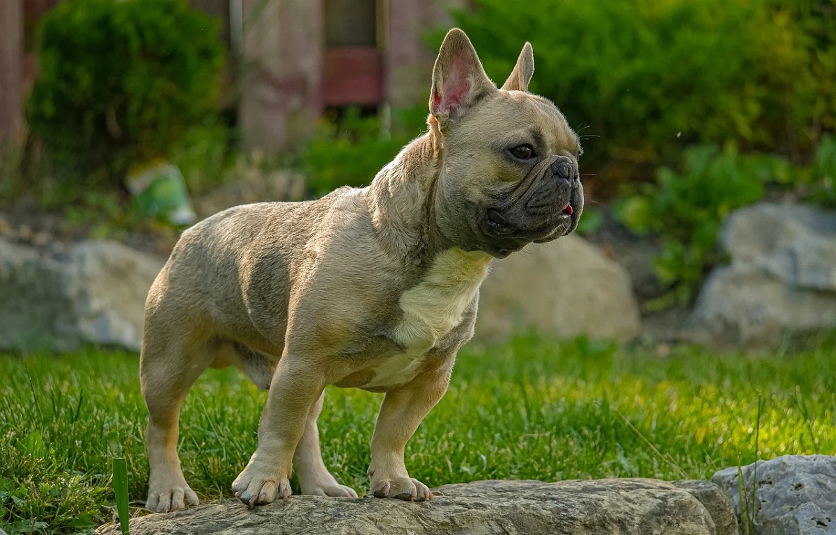 Blue French Bulldog