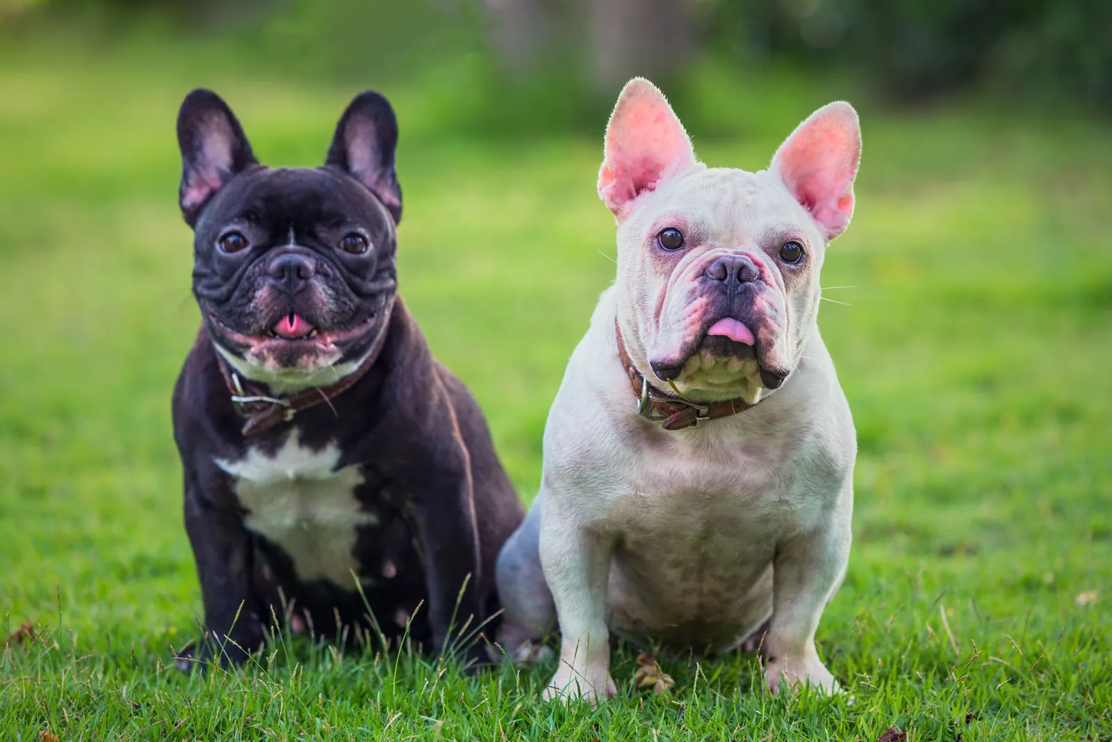 Blue French Bulldog