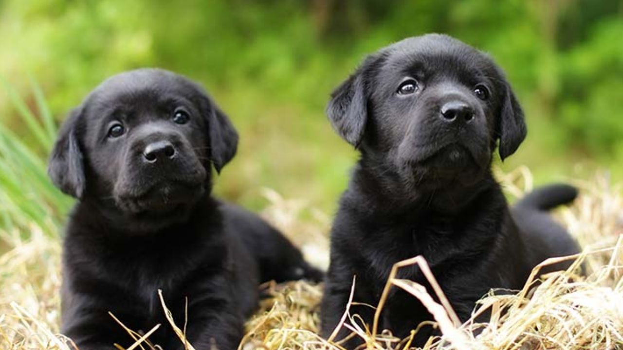 black lab puppy