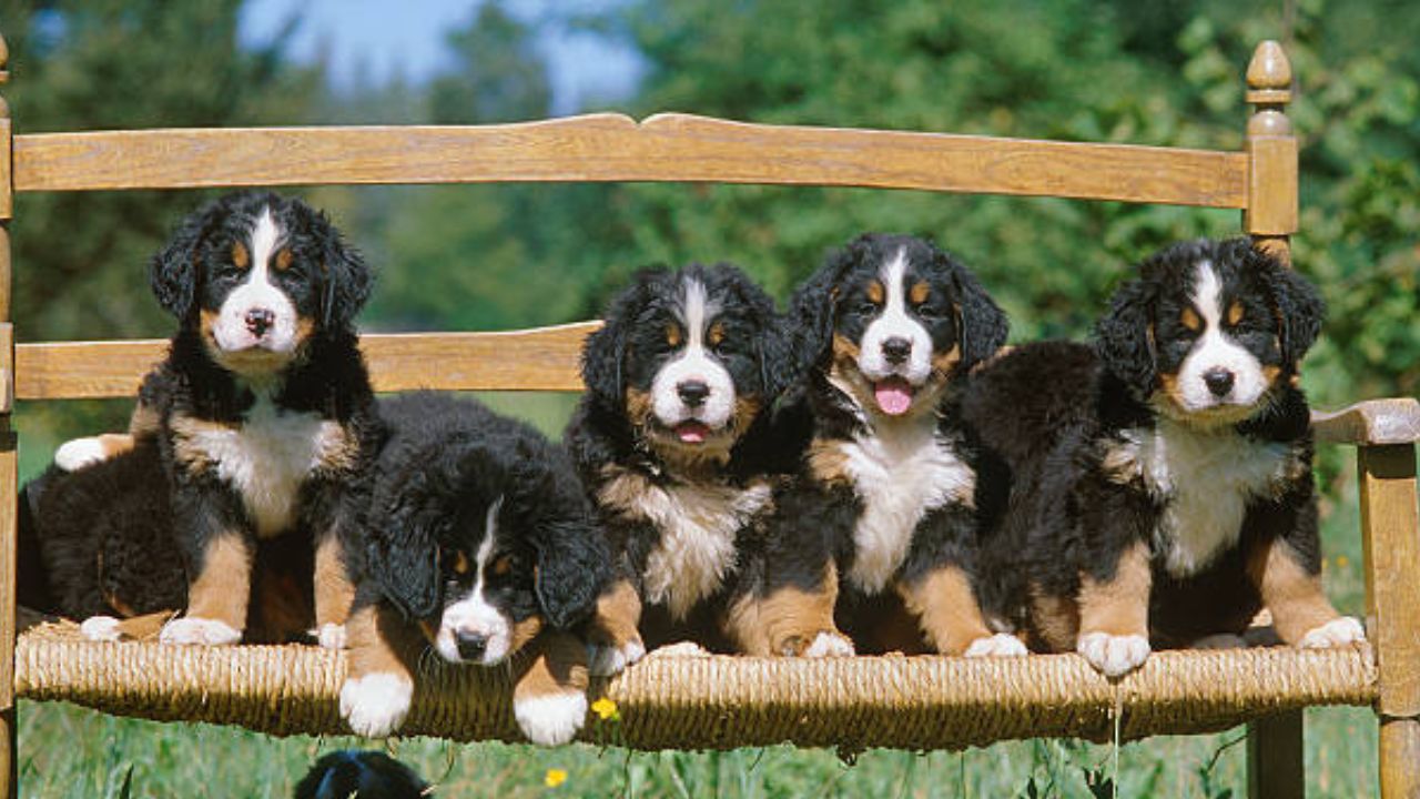 Bernese Mountain Dog puppy