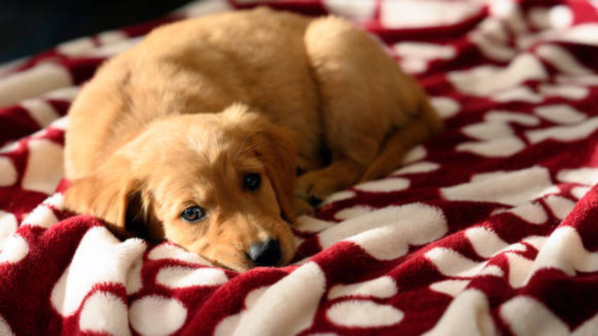 RED GOLDEN RETRIEVER