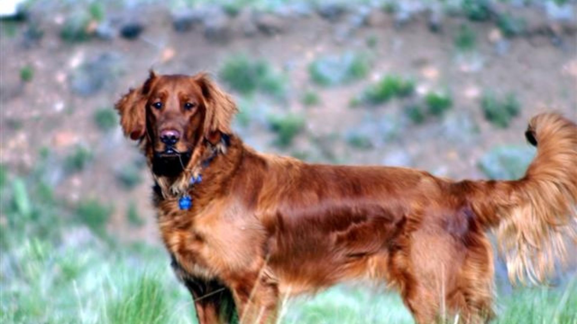 RED GOLDEN RETRIEVER