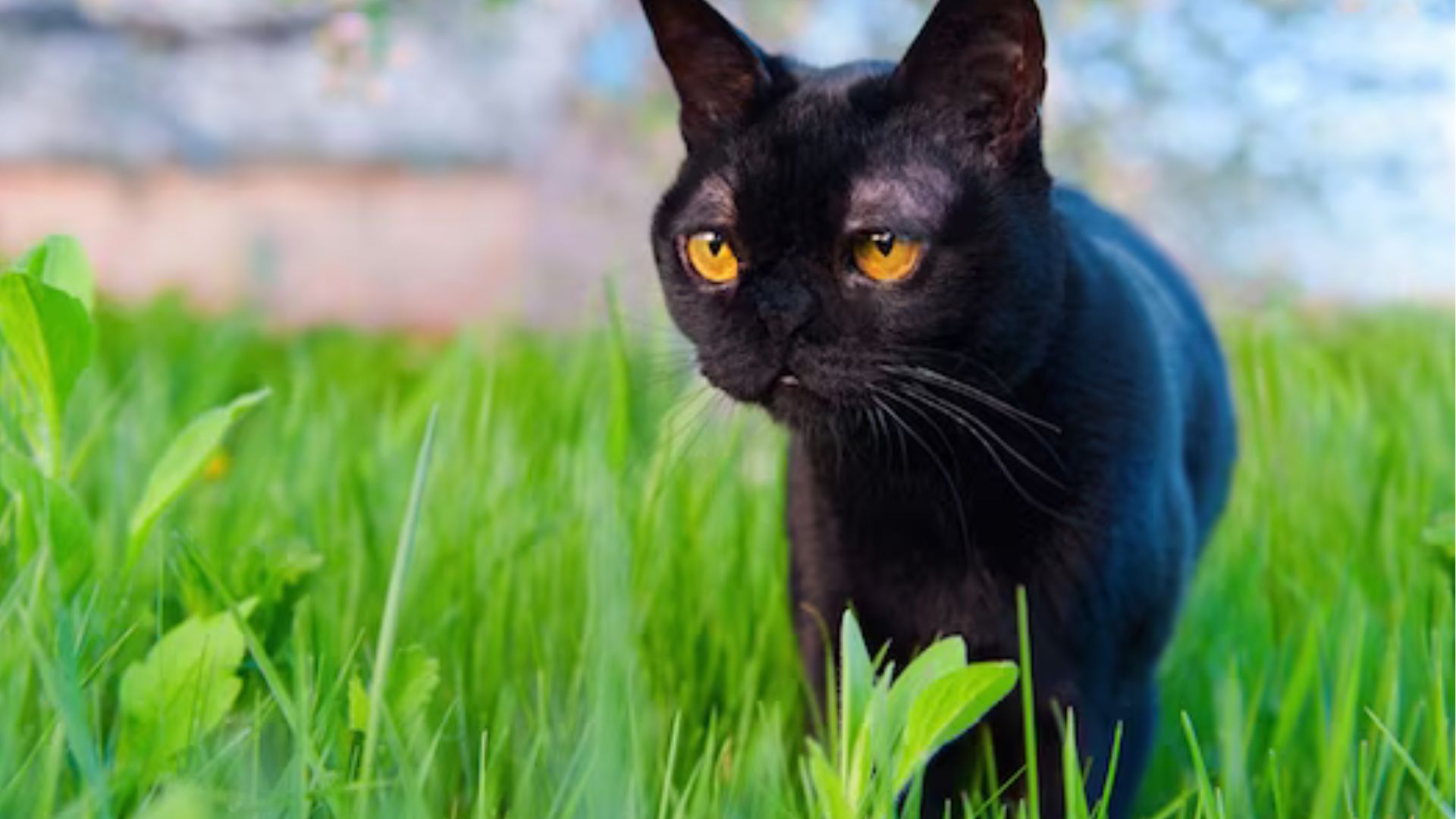 small black cat breeds