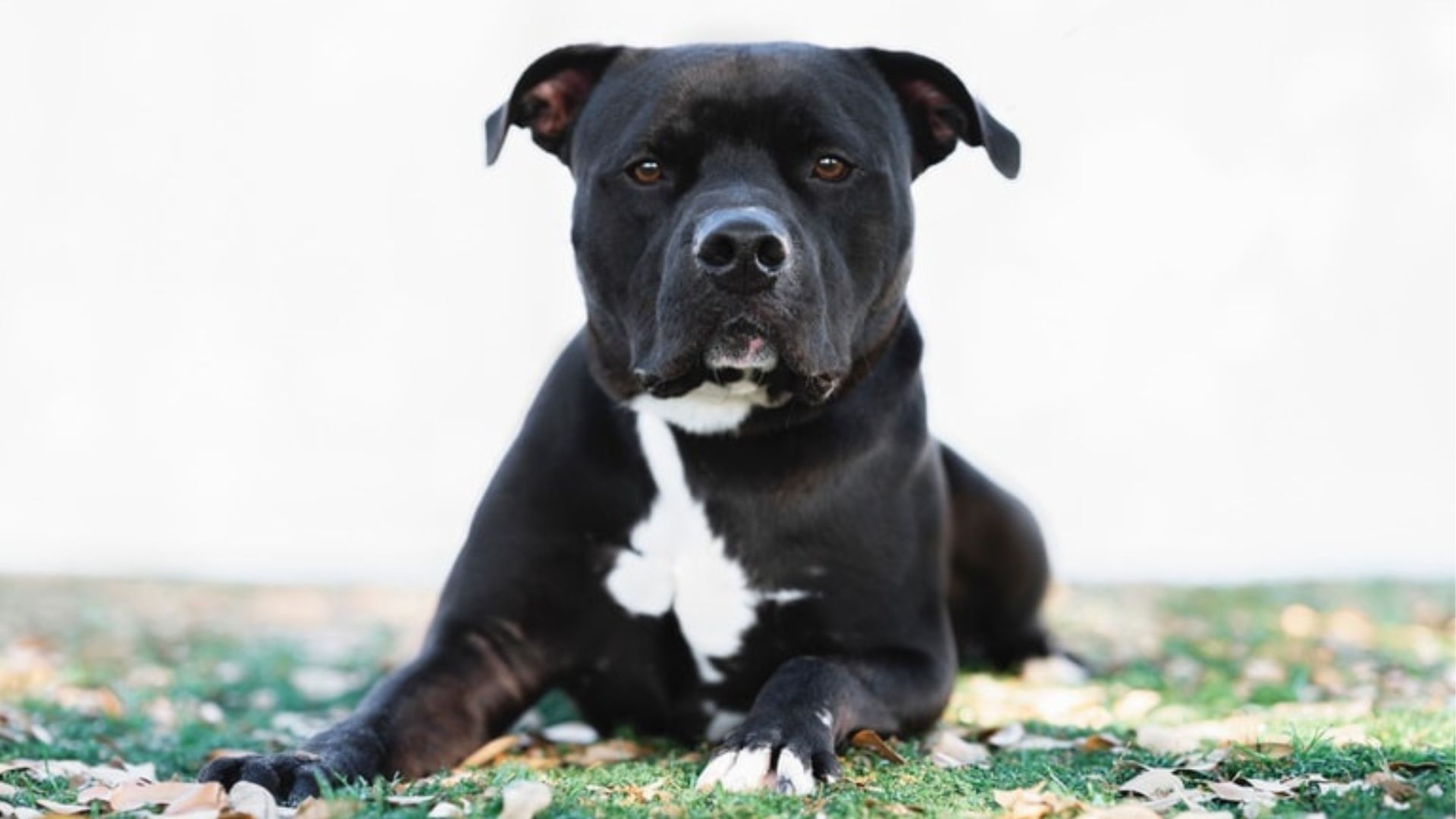 Black Pitbull