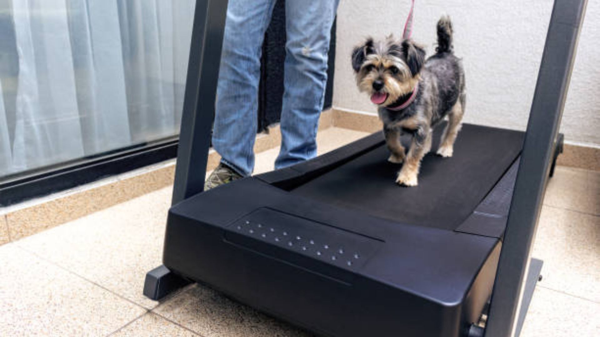 Doggo Treadmills