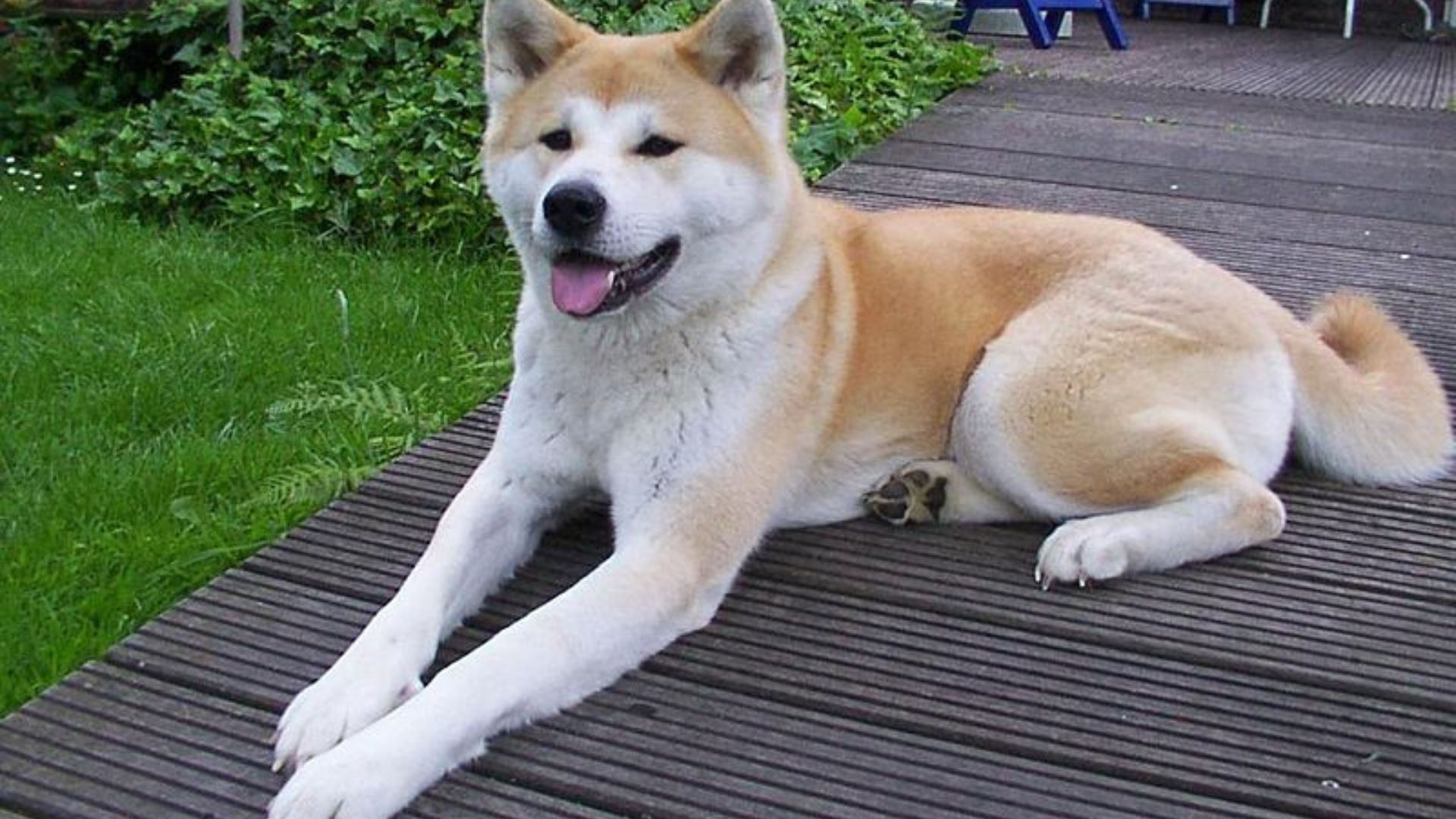 Japanese Dog Breeds