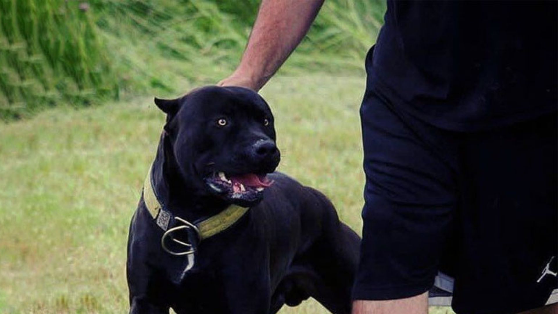 BLACK PITBULL