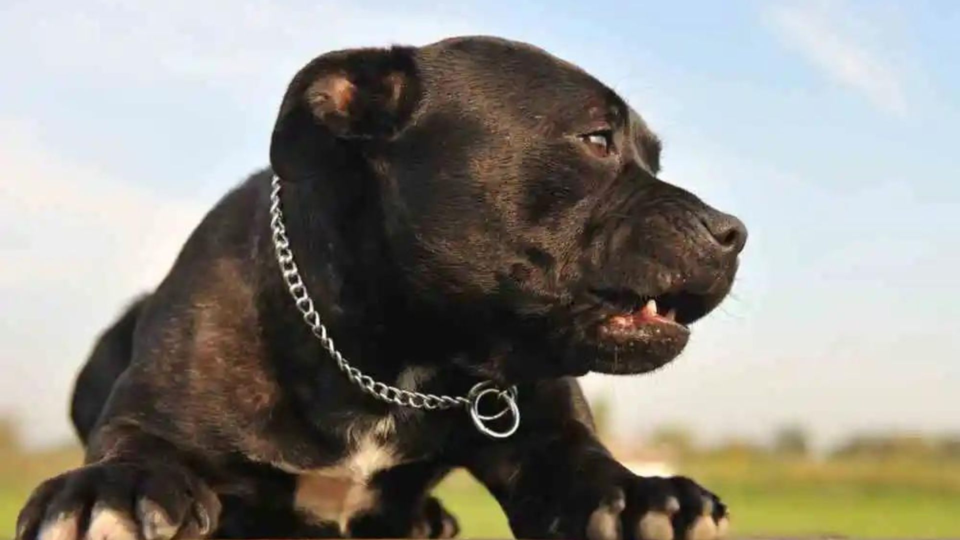 Black Pitbulls