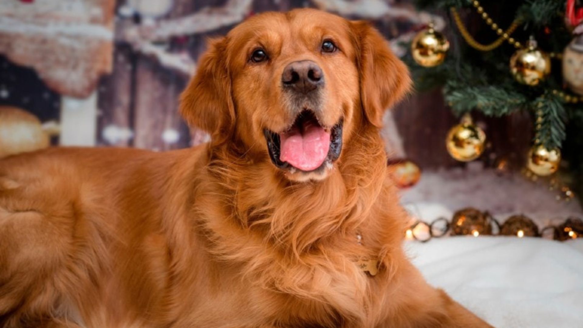 RED GOLDEN RETRIEVER