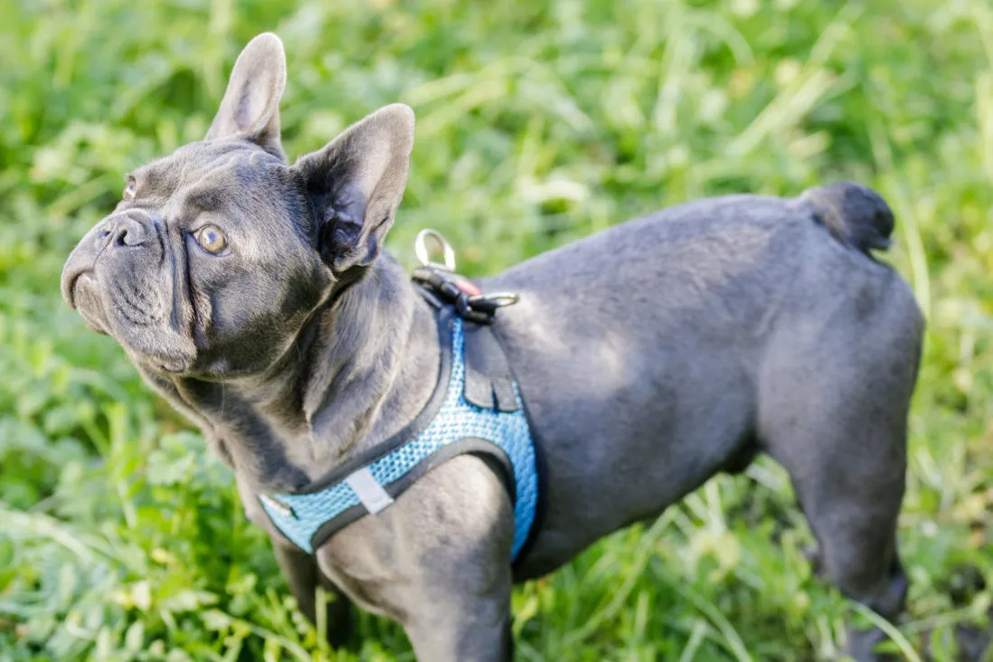 Blue French Bulldog