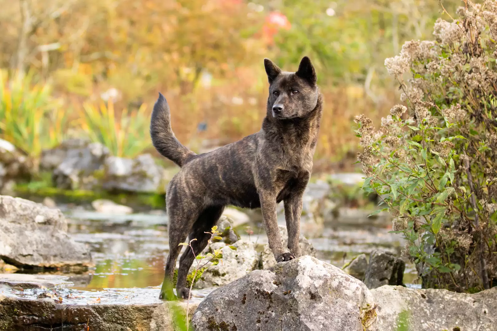 Japanese Dog Breeds