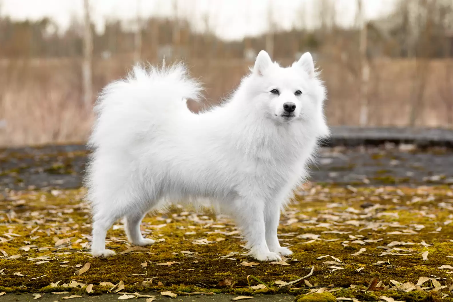 Japanese Dog Breeds