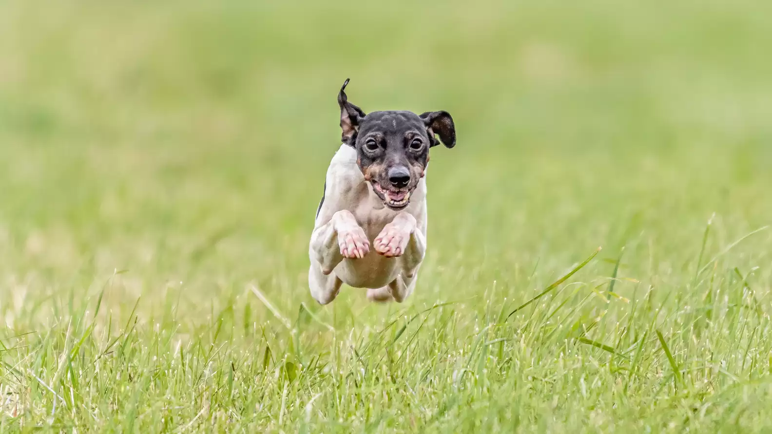 Japanese Dog Breeds