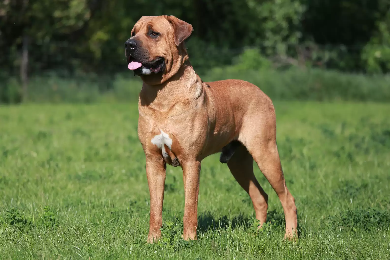 Japanese Dog Breeds