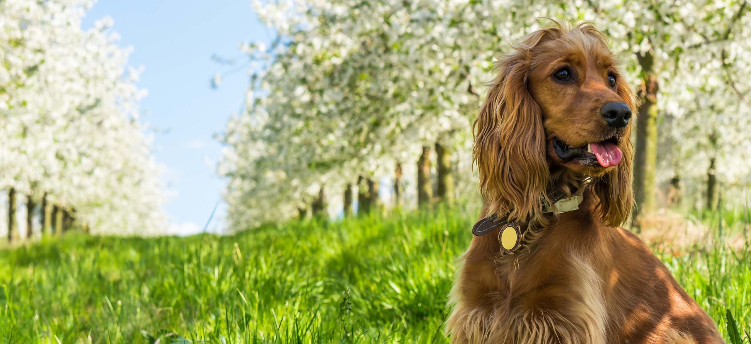 Cocker Spaniel Puppy 