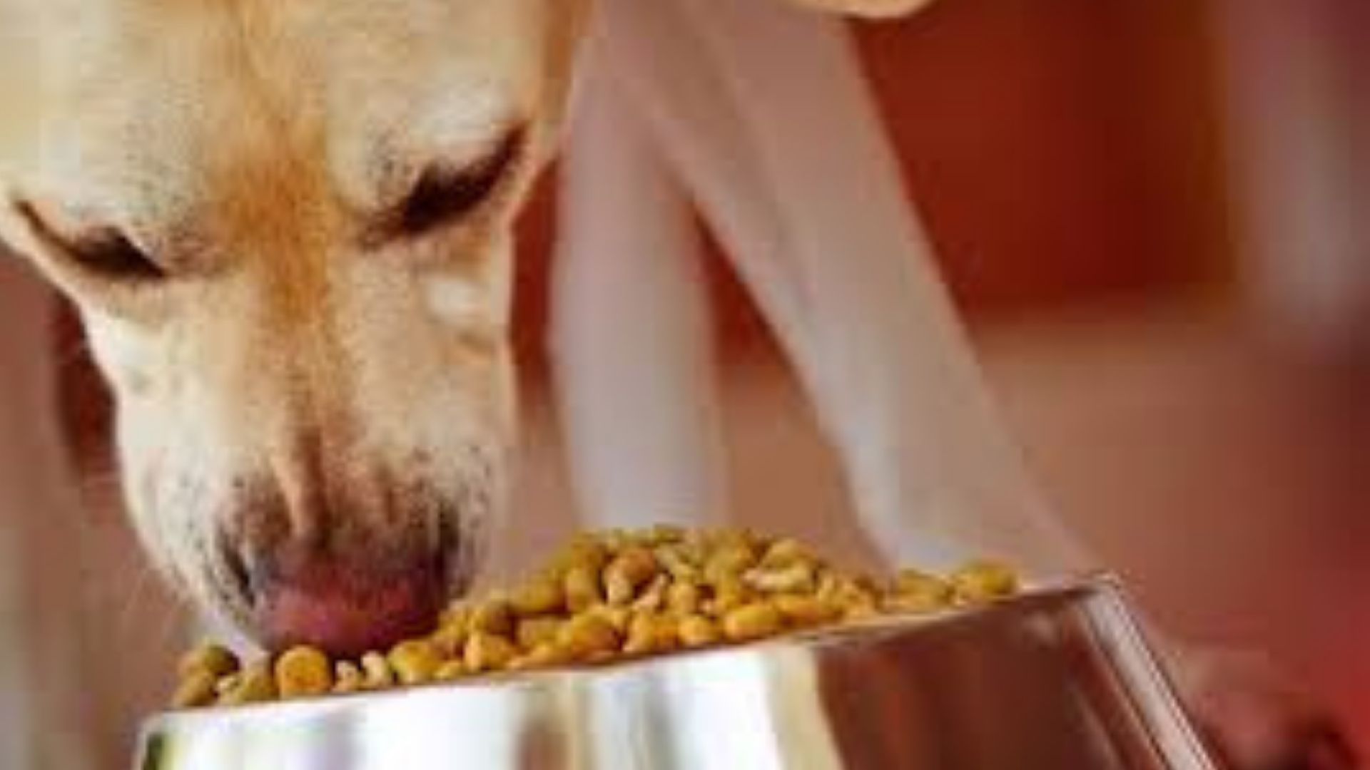 NutriSource Dog Food