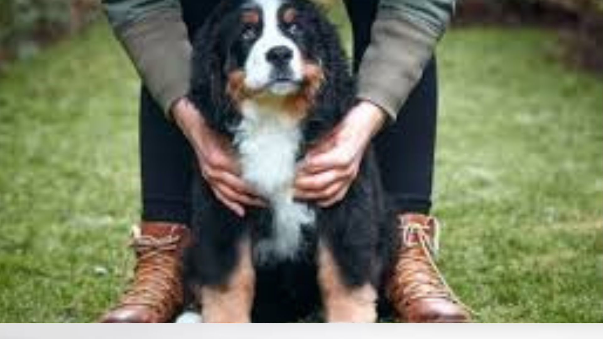 Bernese Mountain Dog Puppy