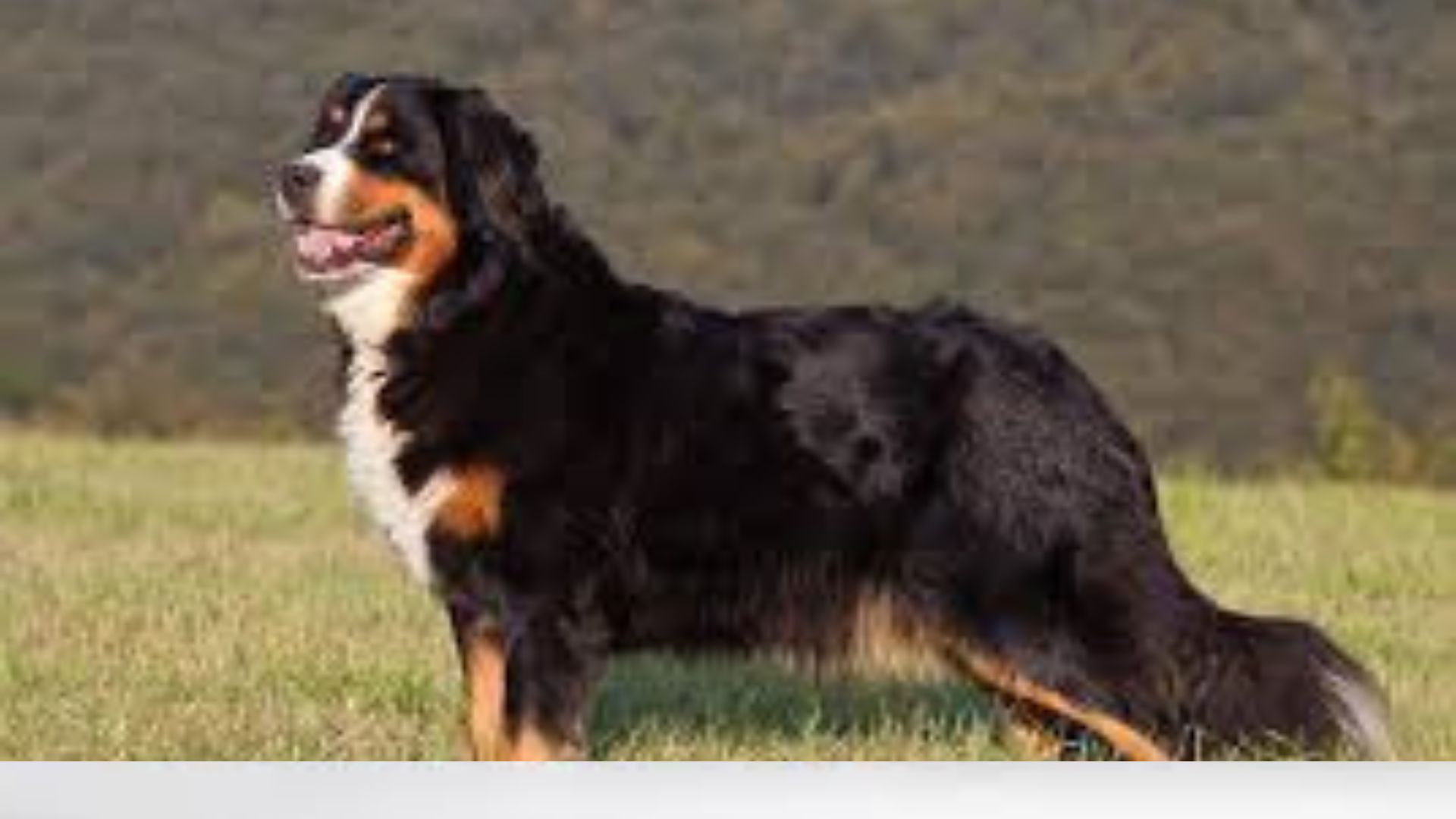 Bernese Mountain Dog Puppy